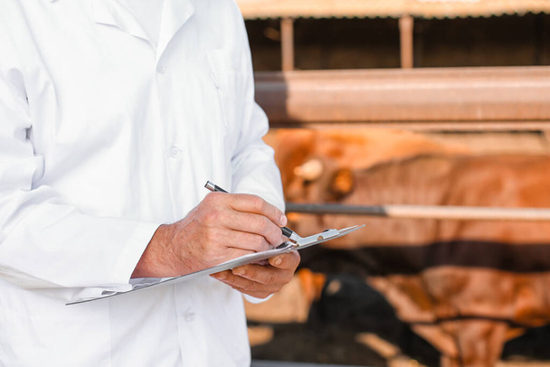 Veterinarian near paddock with cows on farm - Фото, изображение