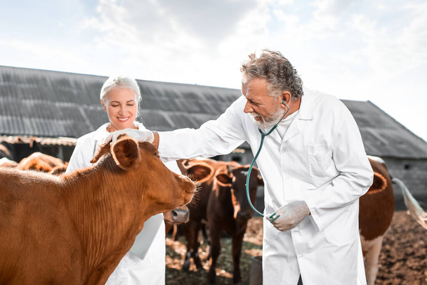 Veterináři vyšetřující krávy v ohradě na farmě - Fotografie, Obrázek