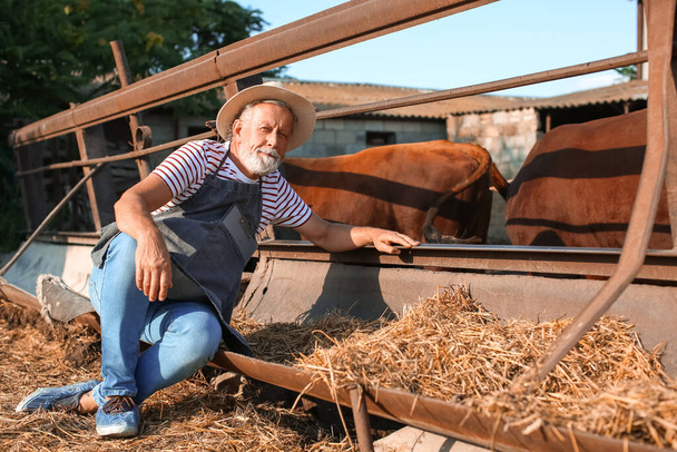 Άνδρας ώριμος εργαζόμενος κοντά σε μάντρα με αγελάδες στο αγρόκτημα - Φωτογραφία, εικόνα