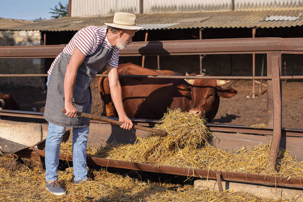 Male mature worker near paddock with cow on farm - Foto, Imagen