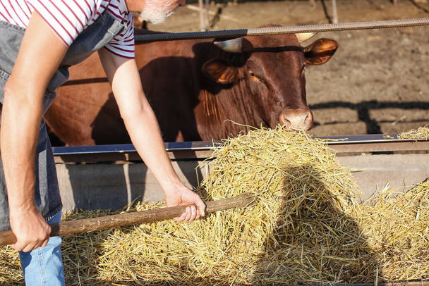 Mies kypsä työntekijä lähellä paddock lehmän tilalla - Valokuva, kuva