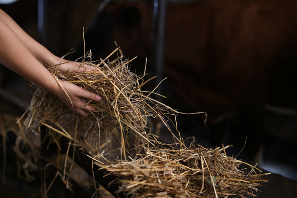 Jeune agriculteur avec du foin travaillant dans un étable - Photo, image
