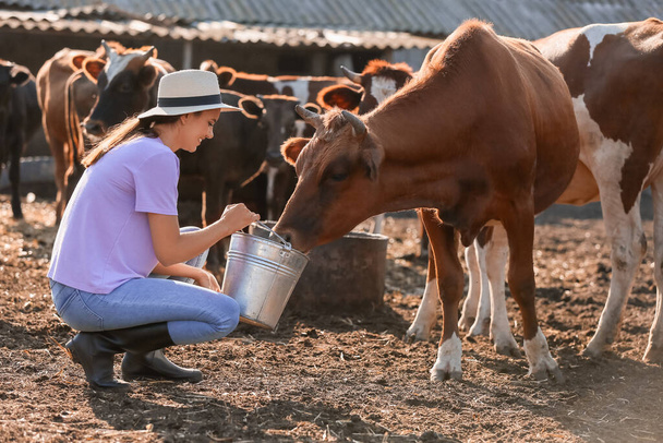 Νεαρός αγρότης που εργάζεται σε μάντρα με αγελάδες σε εξωτερικούς χώρους - Φωτογραφία, εικόνα