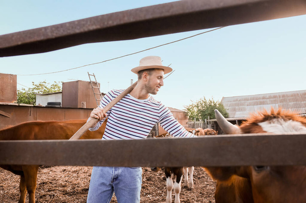 Jonge boer werkt in paddock met koeien buiten - Foto, afbeelding
