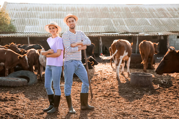 Νέοι εργάτες σε μάντρα με αγελάδες σε αγρόκτημα - Φωτογραφία, εικόνα