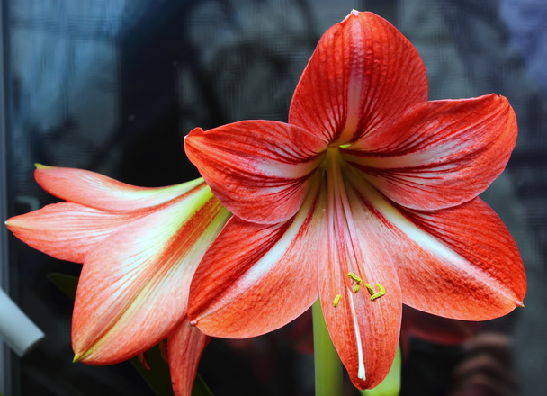 Lily vermelha
 - Foto, Imagem
