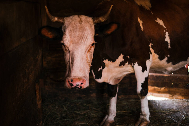 kuva lehmästä karsinassa syömässä heinää maatilalla - Valokuva, kuva
