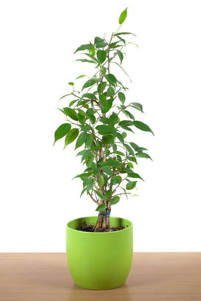Ficus in a pot on the table isolated on white - Valokuva, kuva