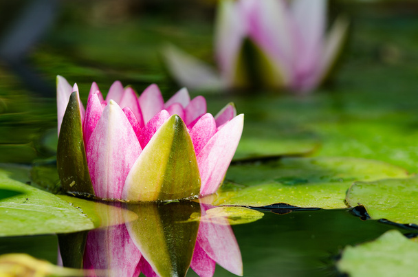 Beautiful water lily - Photo, Image