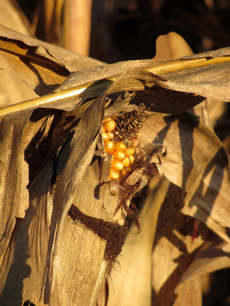 Espiga madura de maíz al atardecer
 - Foto, Imagen