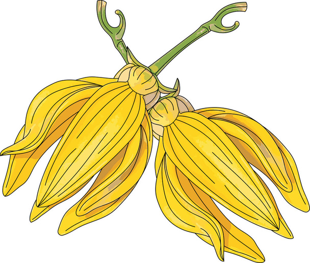 Περίληψη της αναρρίχησης ylang-ylang λουλούδι. - Διάνυσμα, εικόνα