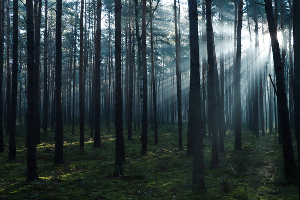 Majestic view of forest with sunbeams shining through trees in morning - 写真・画像