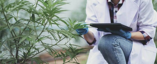 Portrait of scientist checking and analizing hemp plants, The doctor is researching marijuana. Concept of herbal alternative medicine, cbd hemp oil, pharmaceutical industry. - Photo, Image