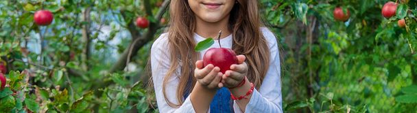 Ребенок собирает яблоки в саду. Выборочный фокус. Еда. - Фото, изображение