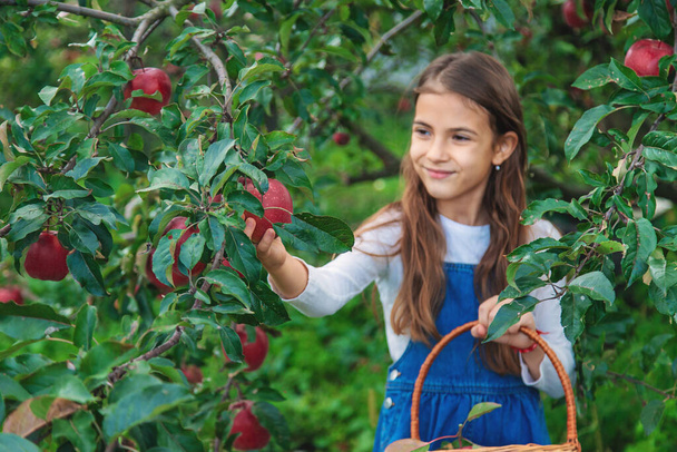 Egy gyerek almát arat a kertben. Szelektív fókusz. Élelmiszer. - Fotó, kép