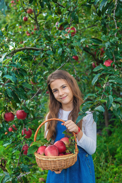 Un niño cosecha manzanas en el jardín. Enfoque selectivo. Comida. - Foto, imagen