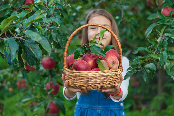 Bir çocuk bahçede elma hasat eder. Seçici odaklanma. Yiyecek.. - Fotoğraf, Görsel