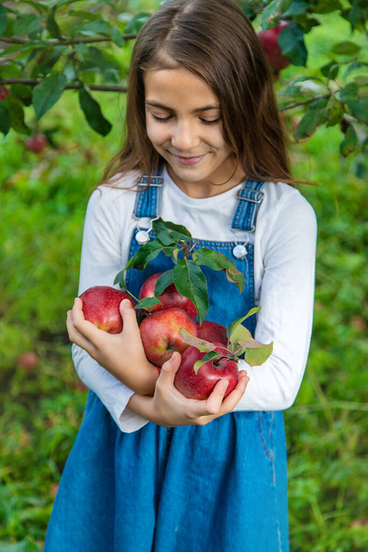 A child harvests apples in the garden. Selective focus. Food. - Foto, afbeelding