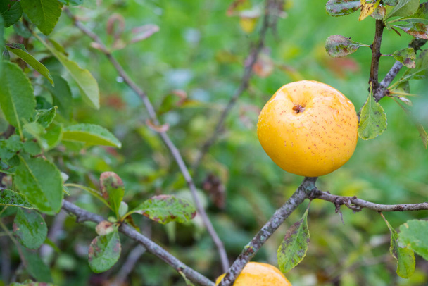 Close-up de frutos amarelos maduros do marmelo japonês (Cydonia) em um ramo de um arbusto no jardim de outono. ( (Cydonia oblonga) - Foto, Imagem