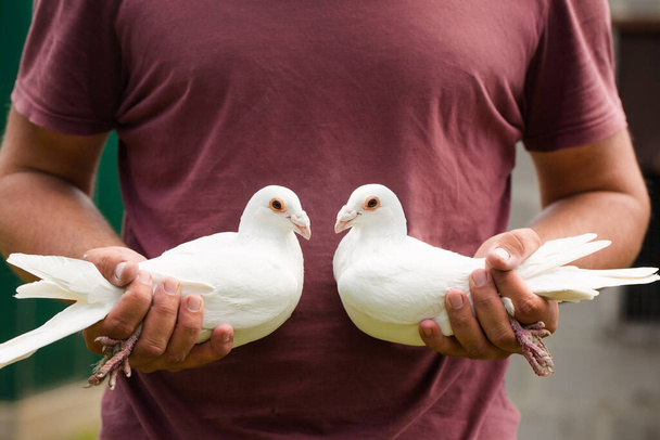Пара белых почтовых голубей в крепких мужских руках, символ мира и любви - Фото, изображение
