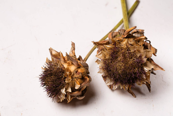Dry fluffy artichoke flowers on a white background - Photo, Image