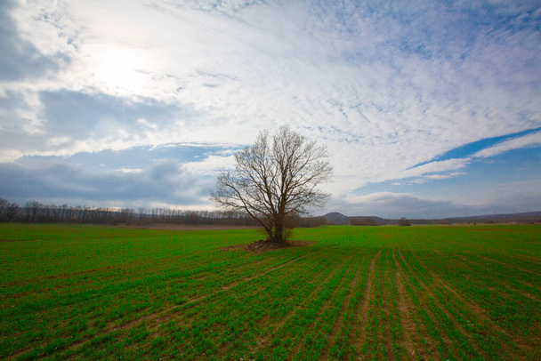 Egy misztikus fa, lehullott levelekkel a mező közepén. - Fotó, kép