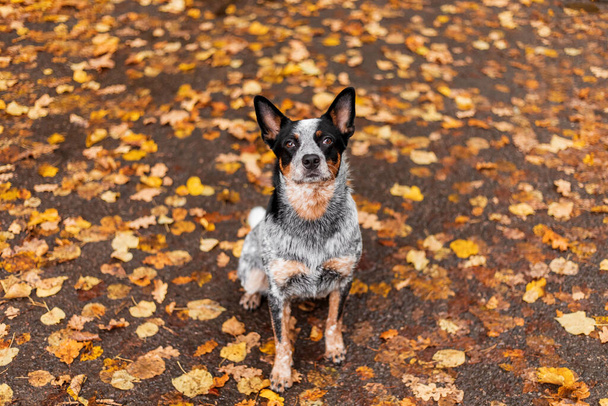 Young blue heeler dog playing with leaves in autumn. Happy healthy dog. - 写真・画像