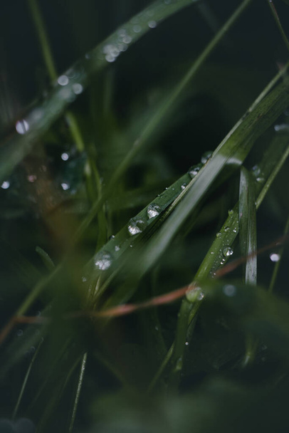 Un pedazo de aliento natural en una pequeña brizna de hierba y gotas claras de agua pura. Fotografía macro naturaleza salvaje. Montañas Beskydy, República Checa. - Foto, Imagen