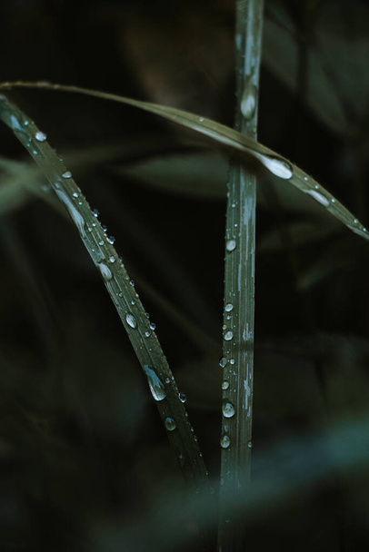 Piece of natural breath in a small blade of grass and clear drops of pure water. Wild nature macro photography. Beskydy mountains, Czech republic. - 写真・画像