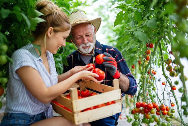 Happy family working in organic greenhouse. Senior man woman and child growing bio plants in farm garden. - Φωτογραφία, εικόνα