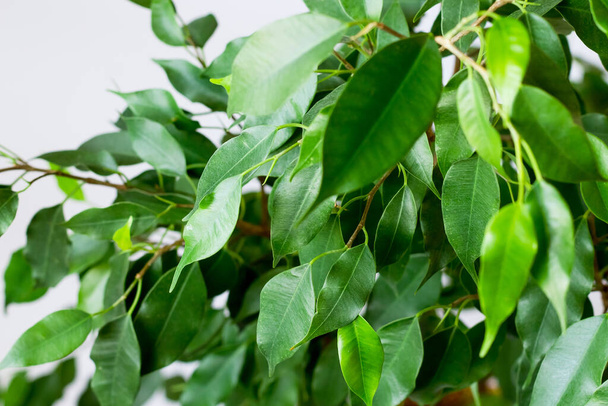 Ficus benjamin με φρέσκα φύλλα σε λευκό φόντο. Ιστορικό με πράσινα φύλλα ενός φίκου. - Φωτογραφία, εικόνα
