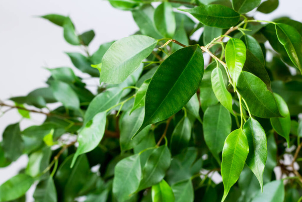 Ficus benjamin s čerstvými listy na bílém pozadí. Pozadí se zelenými listy fíkusu. - Fotografie, Obrázek