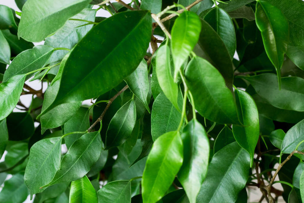 Ficus benjamin s čerstvými listy na bílém pozadí. Pozadí se zelenými listy fíkusu. - Fotografie, Obrázek