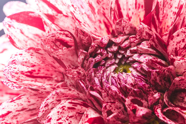 A close-up shot of a dahlia in full bloom - Φωτογραφία, εικόνα