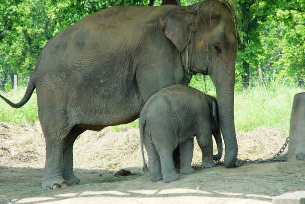 ελέφαντες - Φωτογραφία, εικόνα