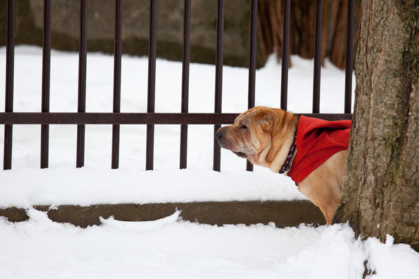 sharpei σκυλί στο χιόνι - Φωτογραφία, εικόνα