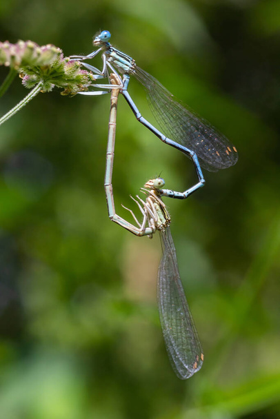 White legged damselfly or blue featherleg female sitting on a leaf of grass. Side view, close up. Blurred light natural background. Genus species Platycnemis pennipes. - Photo, Image