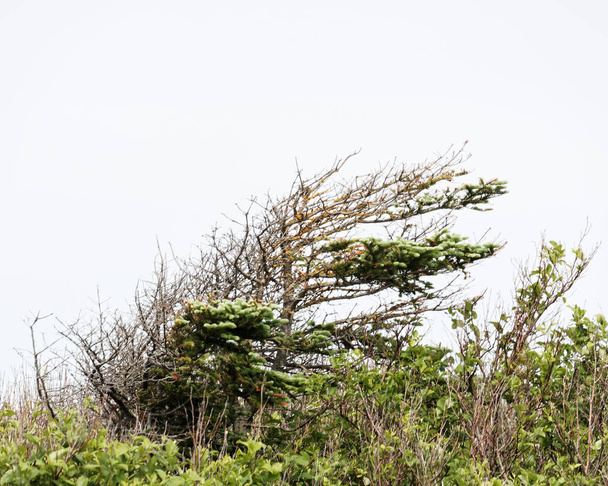 A deformed spruce tree, tuckamore, caused by strong ocean winds are a common sight in coastal Newfoundland and Labrador, Canada. - Photo, Image