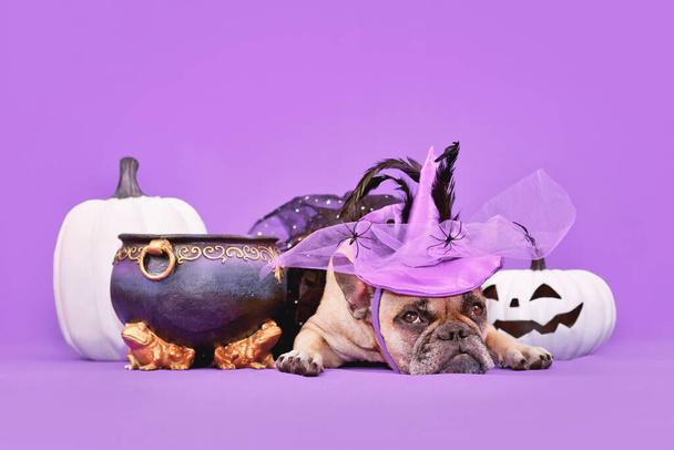French Bulldog dog with Halloween costume witch hat next to cauldron and pumpkins on purple background - Foto, Imagen