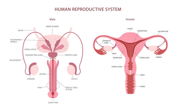 Płaska ilustracja kobiecych i męskich narządów rozrodczych z napisami dla atlasu anatomicznego, książki lub strony internetowej. Ilustracja wektora - Wektor, obraz