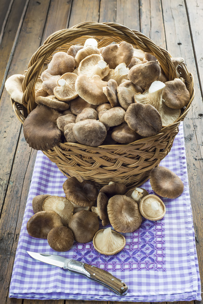 Корзина с грибами из диких устриц
 - Фото, изображение