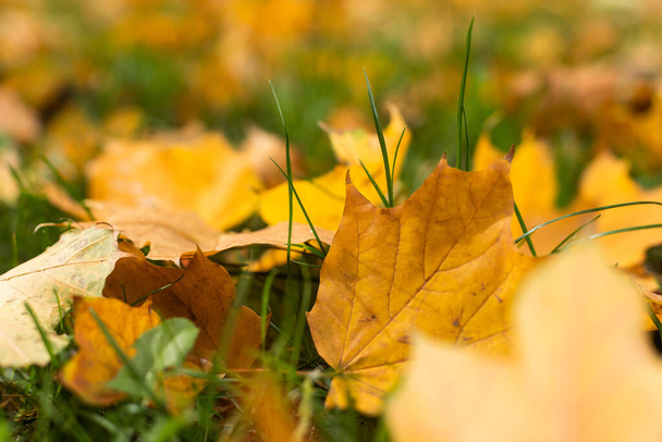 Herbst Blätter auf Gras Hintergrund. - Foto, Bild