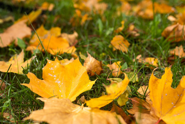 Жовте, оранжеве і червоне осіннє листя в прекрасному осінньому парку
 - Фото, зображення