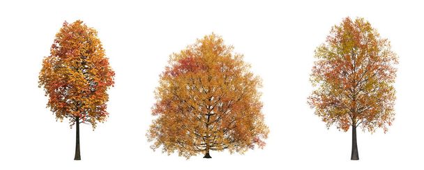 Осенние деревья изолированы на белом фоне
 - Фото, изображение