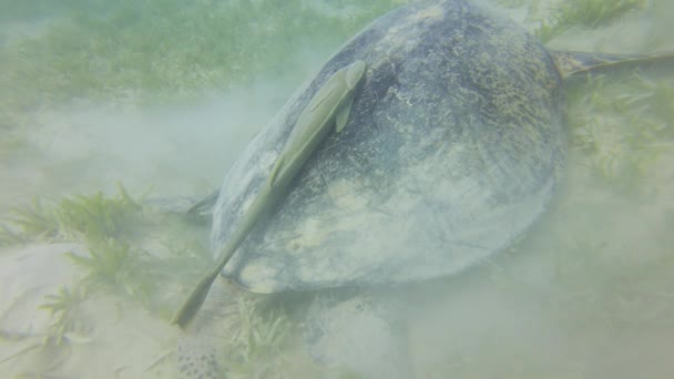 Большая зеленая морская черепаха Chelonia mydas питается морской травой вдоль песчаного дна морского дна с рыбой-реморой Echeneidae на раковине - Кадры, видео