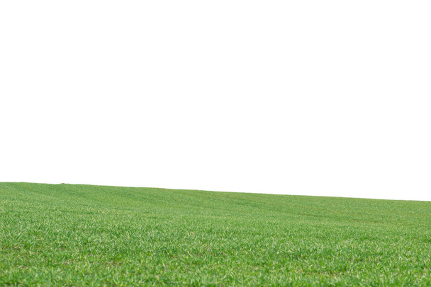 Green field as a background.  Green grass in spring isolated on a white background.  - Foto, afbeelding