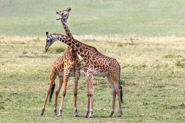 Два молодых взрослых жирафа масаи, жираф camelopardalis, шея или спарринг в Масаи Мара, Кения. Это агрессивное поведение, чтобы установить доминирование. - Фото, изображение