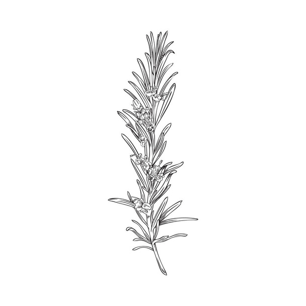 Hand drawn monochrome rosemary twig with flowers sketch style, vector illustration isolated on white background. Fresh organic plant, decorative design element - Vetor, Imagem