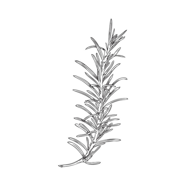 Rosemary herb vintage style monochrome design element, hand drawn sketch vector illustration isolated on white background. Single rosemary aromatic shrub branch. - Vector, Image