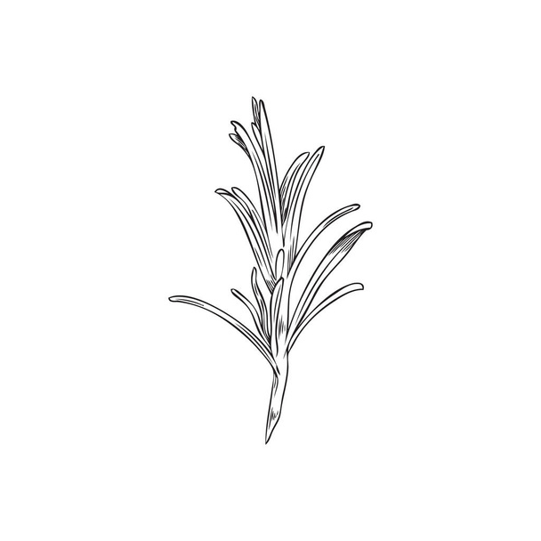 Rosemary hand drawn single branch in engraving freehand style, vector illustration isolated on white background. Rosemary aromatic shrub and culinary herb. - Vektori, kuva
